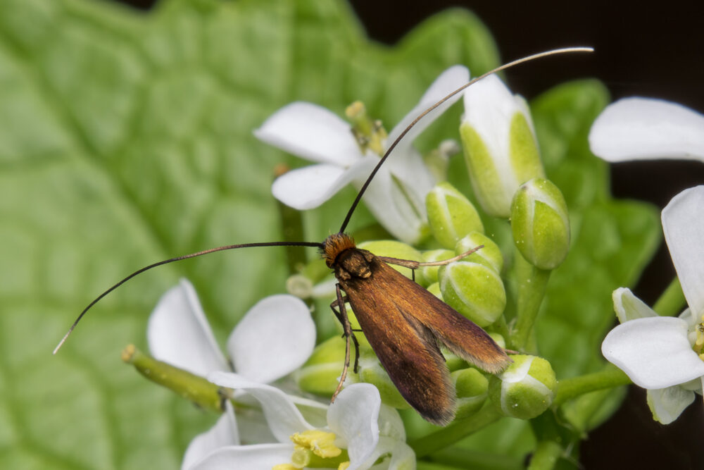 Cauchas rufimitrella