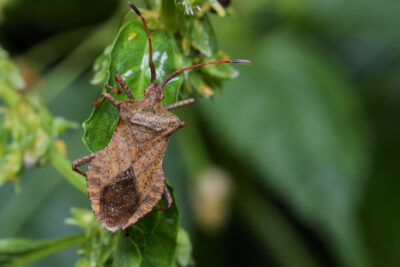 Coreus marginatus