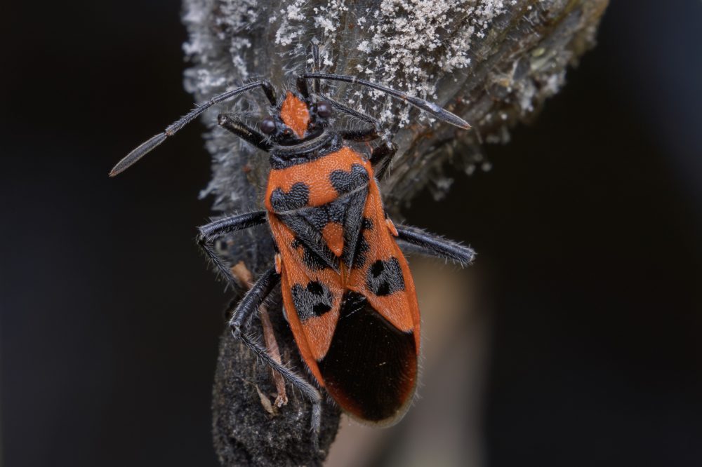 Corizus hyoscyami