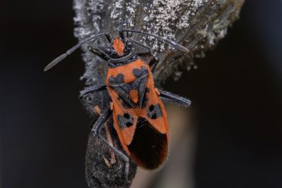 Corizus hyoscyami