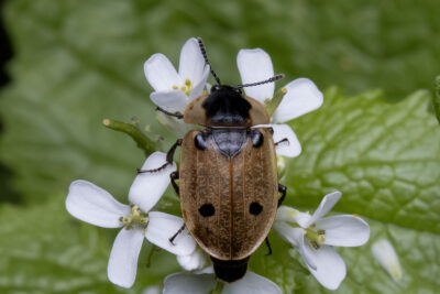 Dendroxena quadrimaculata