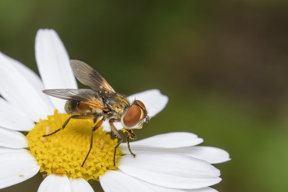 Ectophasia crassipennis