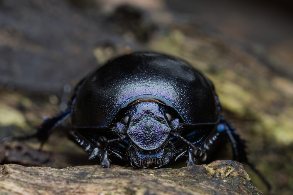 Geotrupes vernalis