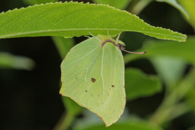 Gonepteryx rhamni