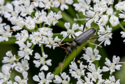 Grammoptera ruficornis