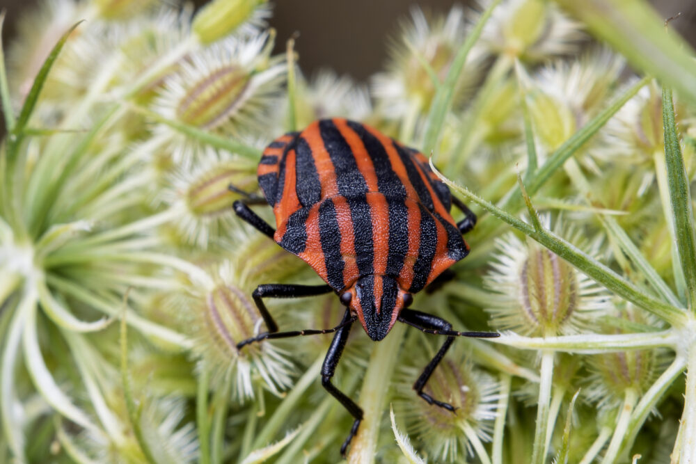 Graphosoma italicum