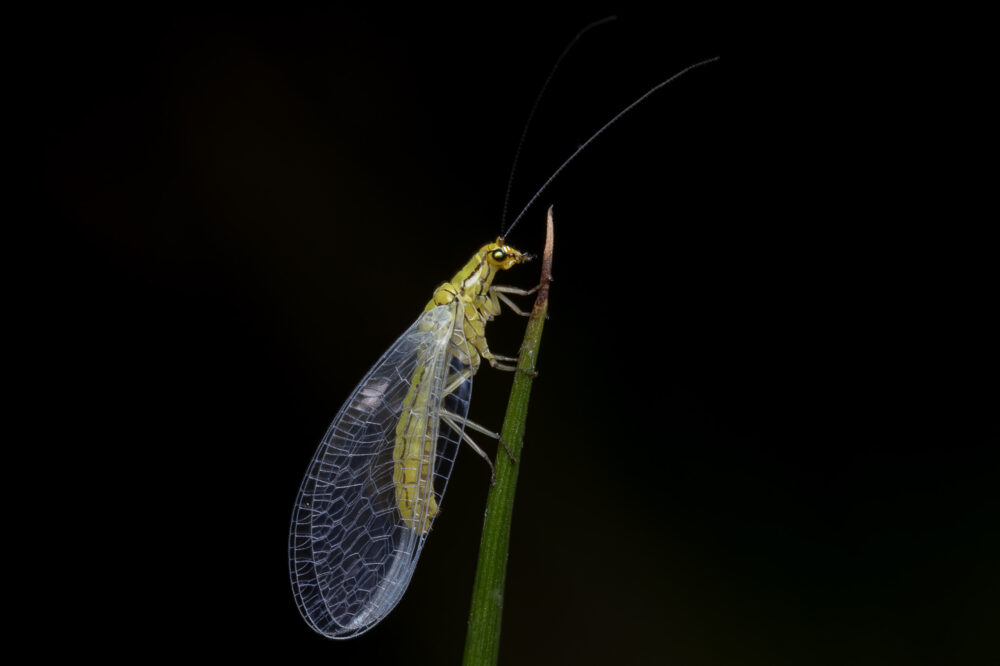 Hypochrysa elegans