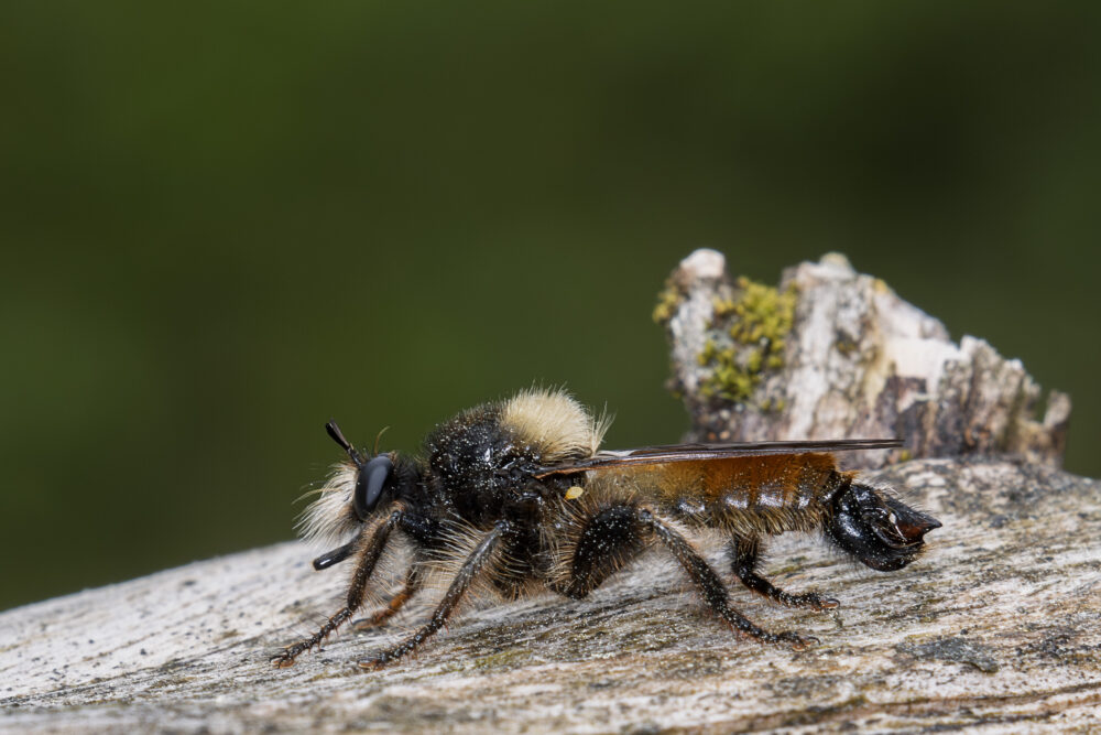 Laphria flava