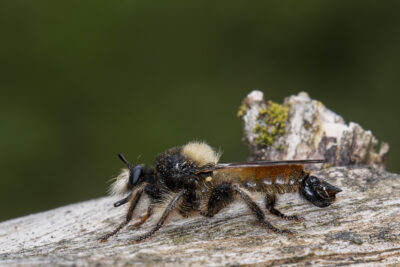 Laphria flava