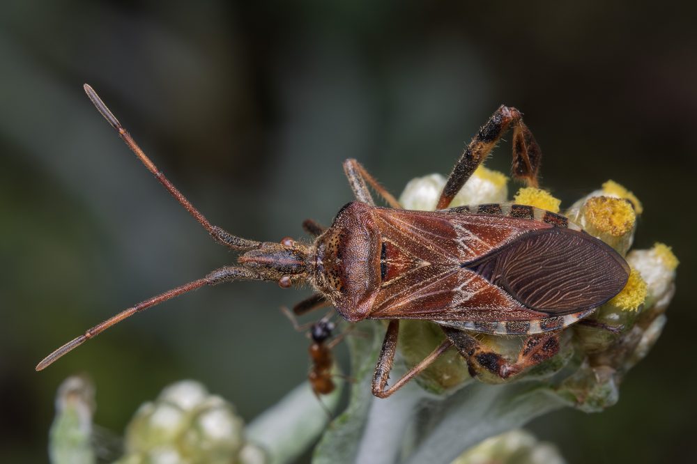 Leptoglossus occidentalis