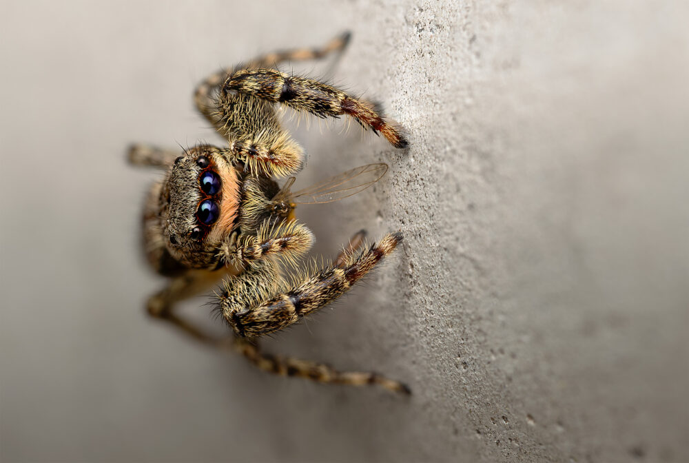 Marpissa muscosa