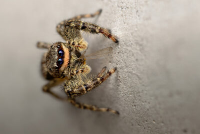 Marpissa muscosa