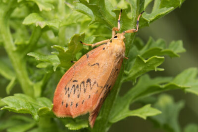 Miltochrista miniata