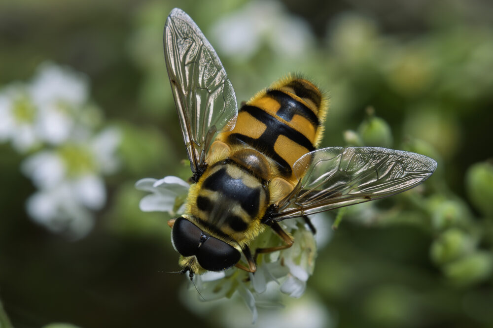 Myathropa florea