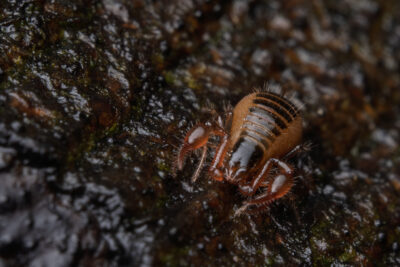 Neobisium carcinoides