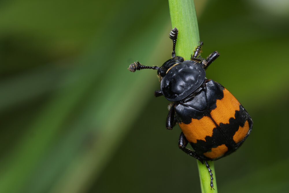 Nicrophorus vespilloides