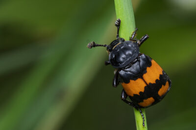 Nicrophorus vespilloides