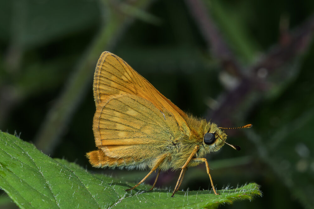 Ochlodes sylvanus