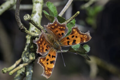 Polygonia c-album