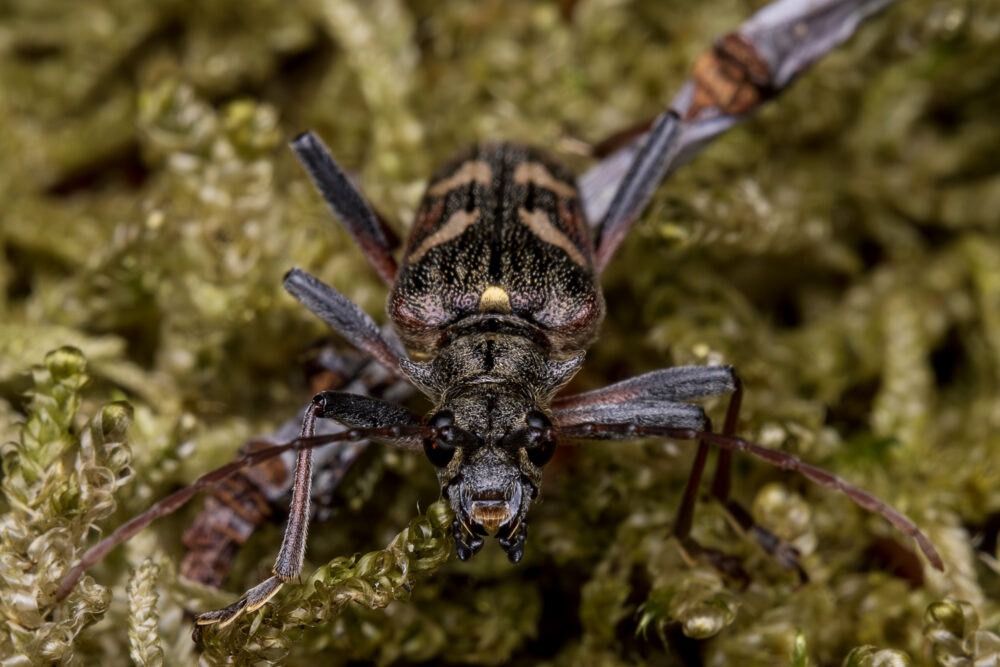 Rhagium bifasciatum
