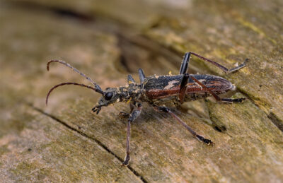 Rhagium bifasciatum