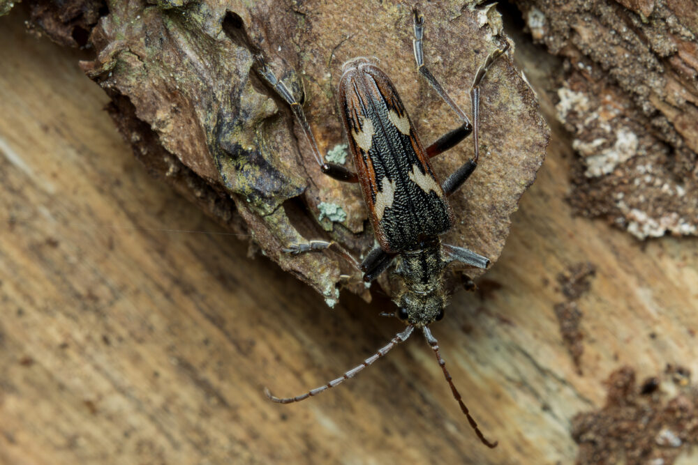 Rhagium bifasciatum