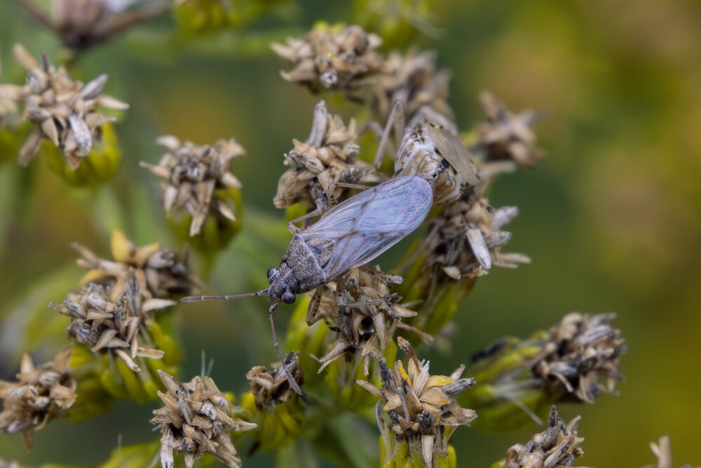 Stictopleurus punctatonervosus