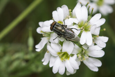 Stomorhina lunata