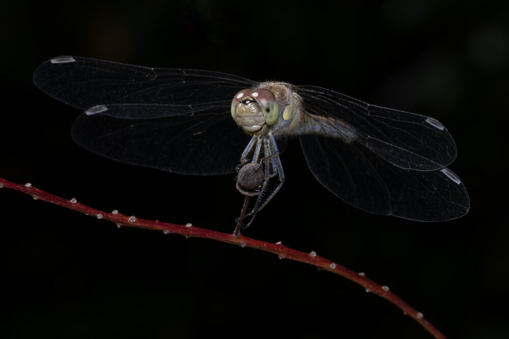 Sympetrum striolatum