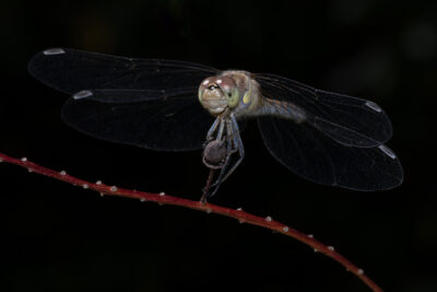 Sympetrum striolatum