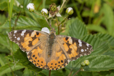 Vanessa cardui