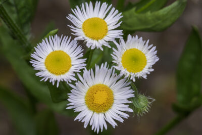 Erigeron annuus