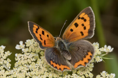 Lycaena phlaeas