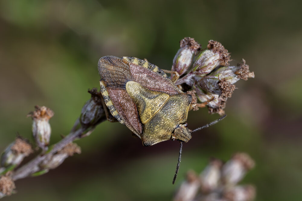Carpocoris purpureipennis