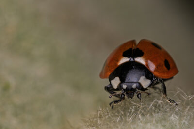 Coccinella septempunctata