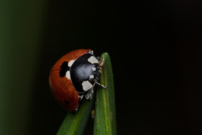 Coccinella septempunctata