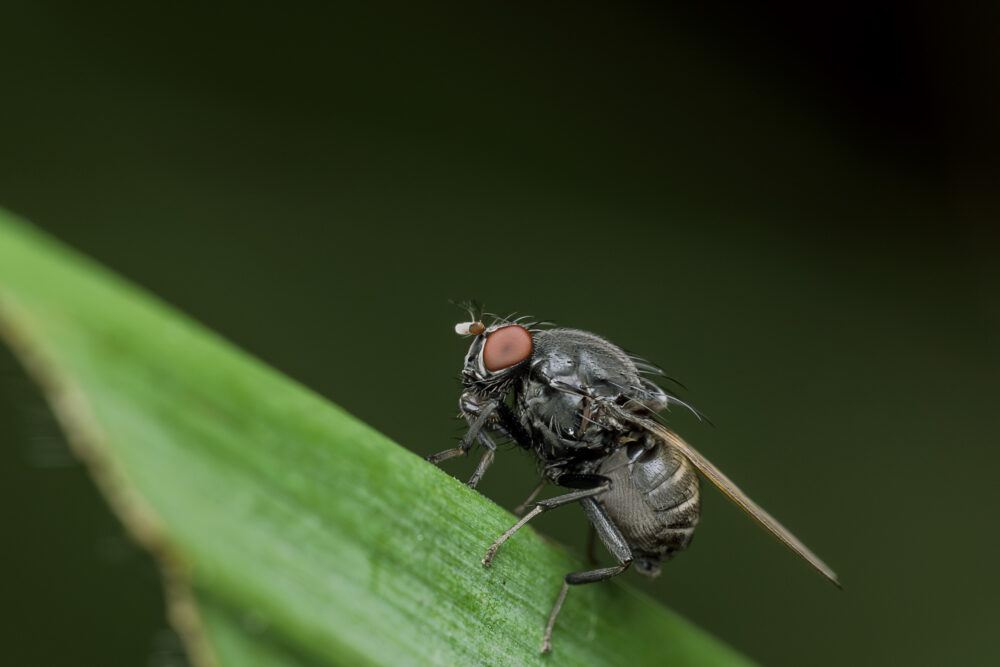 Minettia longipennis