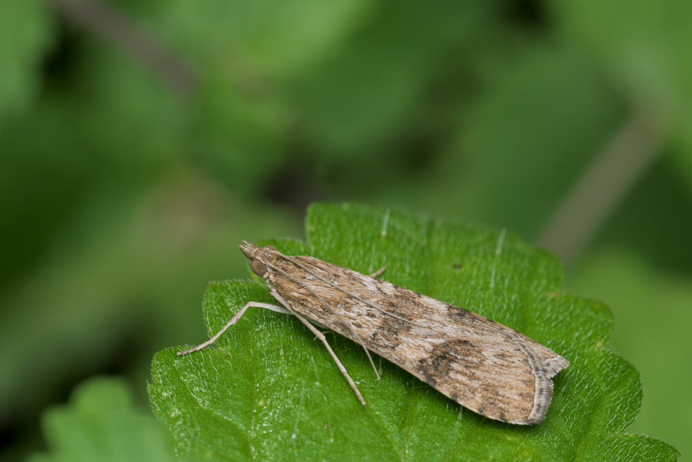 Nomophila noctuella