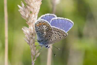 Polyommatus icarus