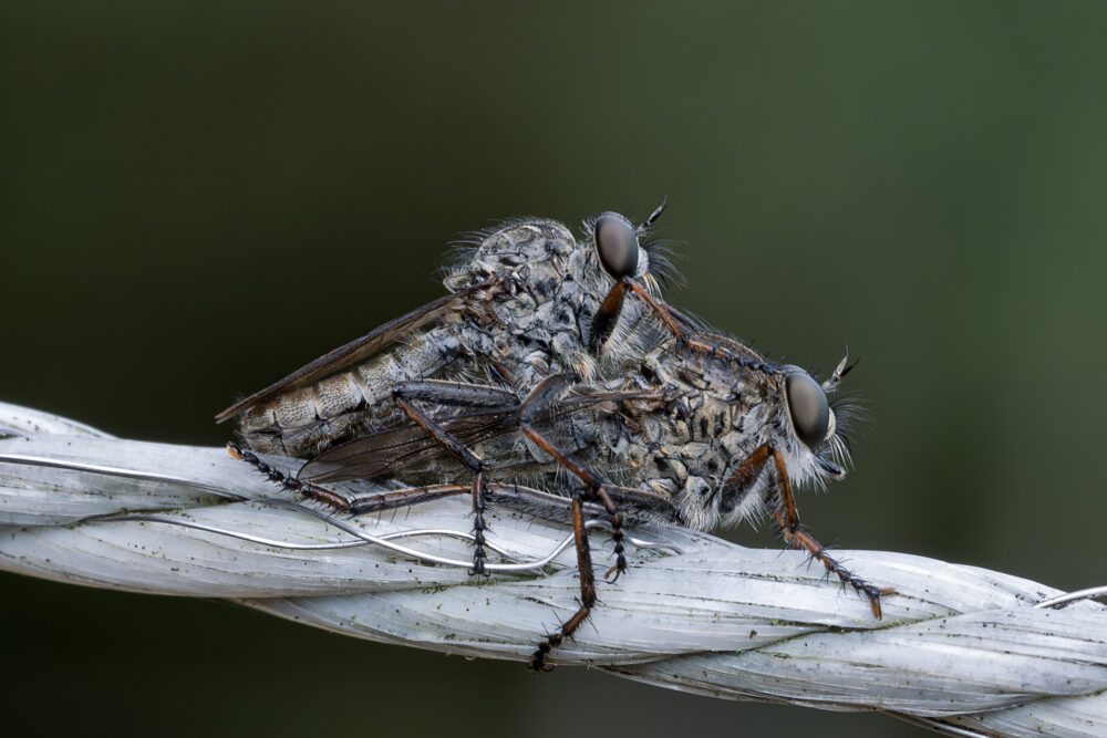 Tolmerus atricapillus