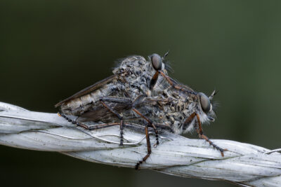 Tolmerus atricapillus