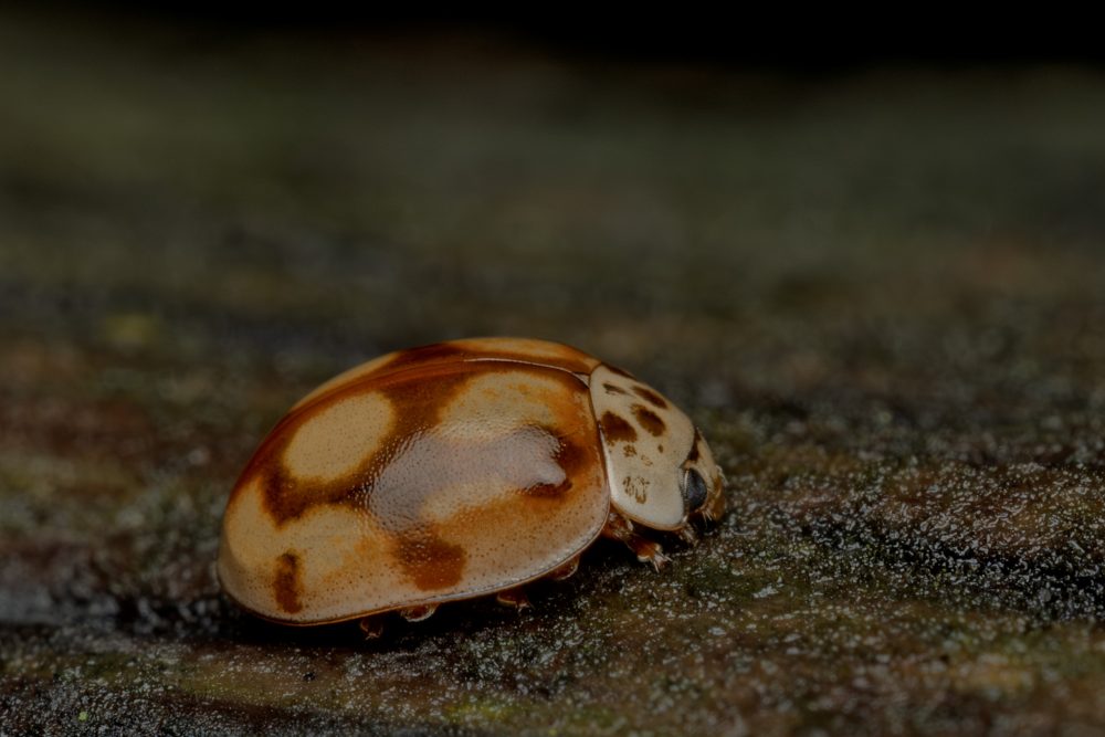 Adalia decempunctata