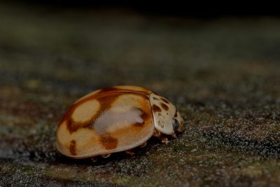 Adalia decempunctata