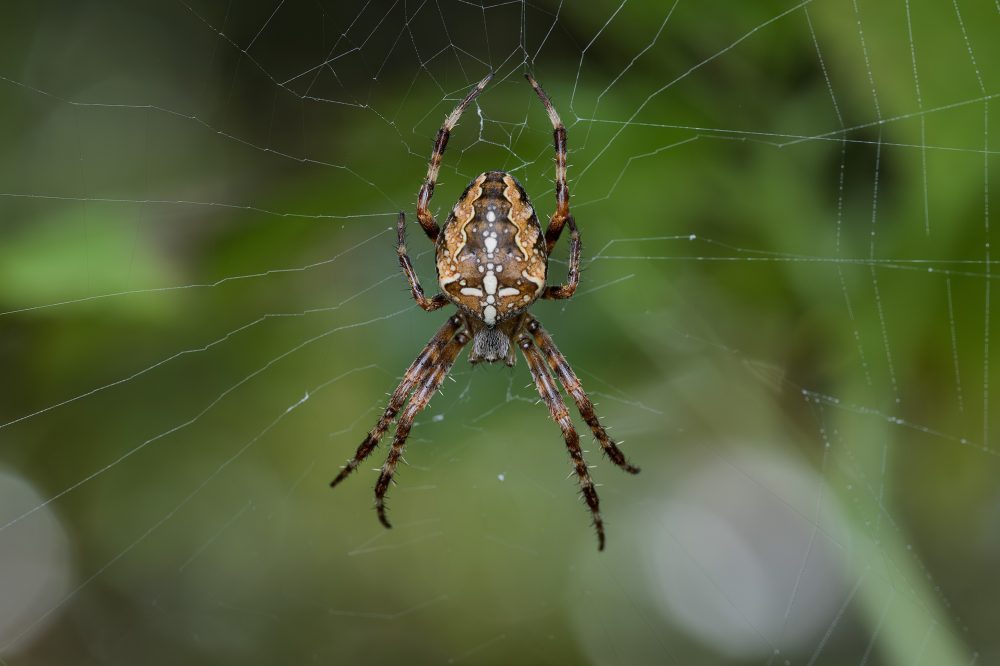 Araneus diadematus