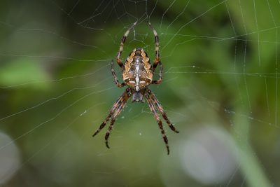 Araneus diadematus