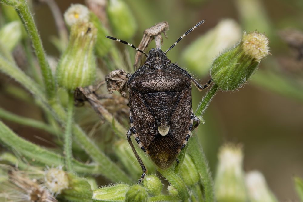 Dolycoris baccarum