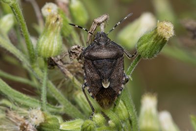 Dolycoris baccarum