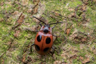 Endomychus coccineus