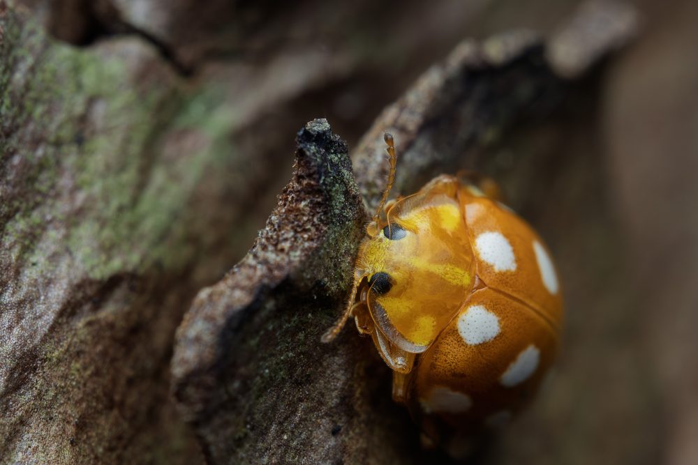 Halyzia sedecimguttata