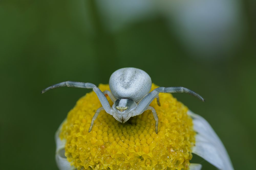 Misumena vatia